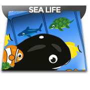 Sea Life